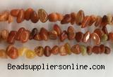 CAA3807 15.5 inches 8*12mm - 10*14mm chips red agate beads wholesale