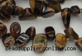 CCH638 15.5 inches 6*8mm - 10*14mm yellow tiger eye chips beads