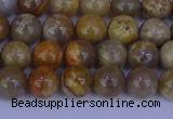 CFC201 15.5 inches 6mm round fossil coral beads wholesale