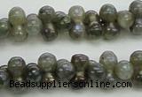 CLB630 15.5 inches 4*9mm bone AB-color labradorite beads