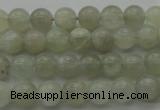 CMS1051 15.5 inches 6mm round grey moonstone beads wholesale