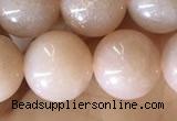 CMS1932 15.5 inches 10mm round moonstone beads wholesale