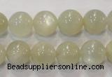 CMS314 15.5 inches 12mm round natural moonstone beads wholesale