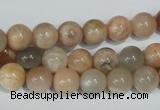 CMS503 15.5 inches 8mm round moonstone beads wholesale