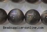 CMS861 15.5 inches 12mm round A grade natural black moonstone beads