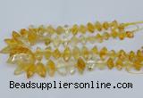 CNG5825 15.5 inches 8*18mm - 13*30mm freeform citrine beads