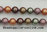 CSB312 15.5 inches 8mm round mixed color shell pearl beads